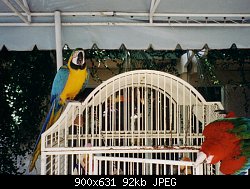 Нажмите на изображение для увеличения
Название: parrots.jpg
Просмотров: 412
Размер:	91.9 Кб
ID:	1623