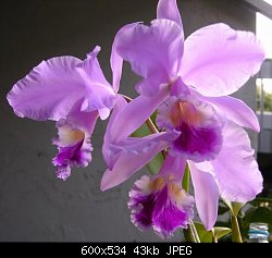 Нажмите на изображение для увеличения
Название: орхидея.jpg
Просмотров: 417
Размер:	42.7 Кб
ID:	4851