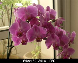Нажмите на изображение для увеличения
Название: orchidea1.jpg
Просмотров: 430
Размер:	34.3 Кб
ID:	4853