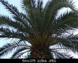 Нажмите на изображение для увеличения
Название: пальма.jpg
Просмотров: 377
Размер:	114.8 Кб
ID:	61755
